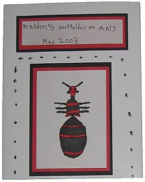 Ants - Brandon